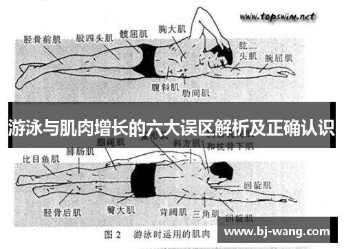 游泳与肌肉增长的六大误区解析及正确认识